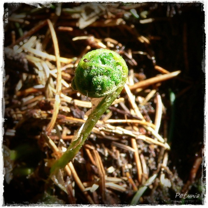 Knopp 2