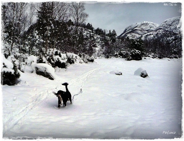 [Vinter og sne 8[14].jpg]