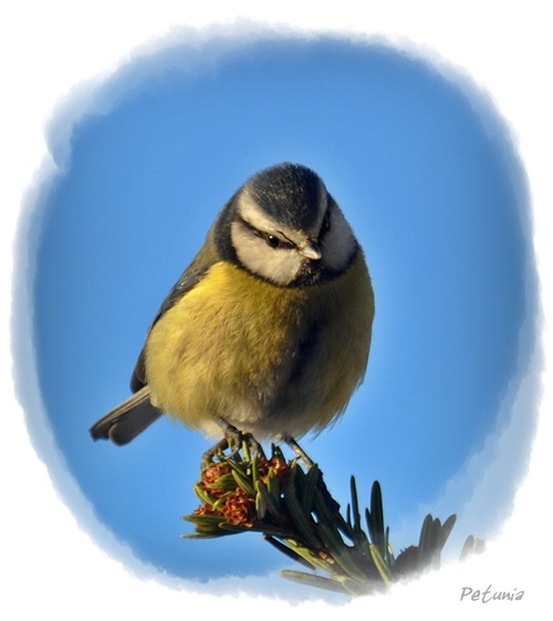 Blåmeis