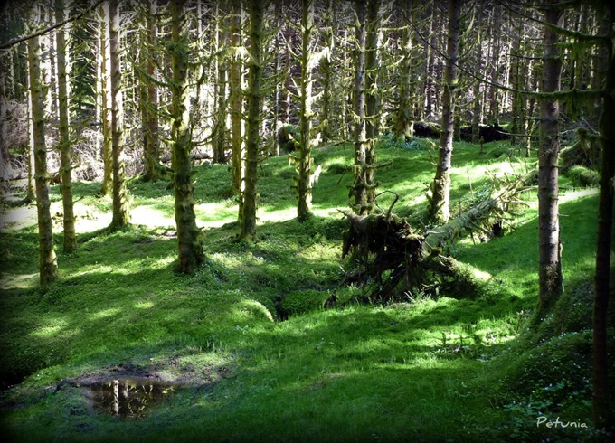 Skog 1