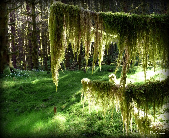 Skog 2
