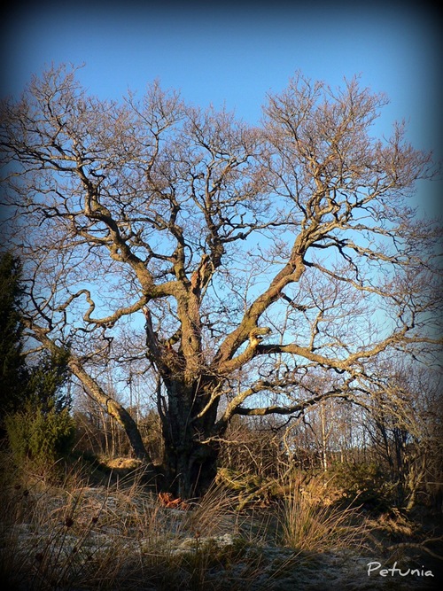 Heksetreet