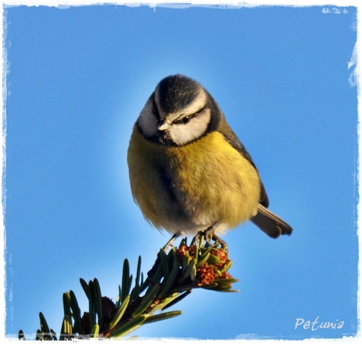 Blåmeis