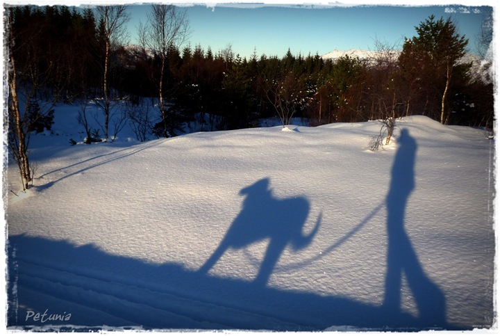 Walk the dog