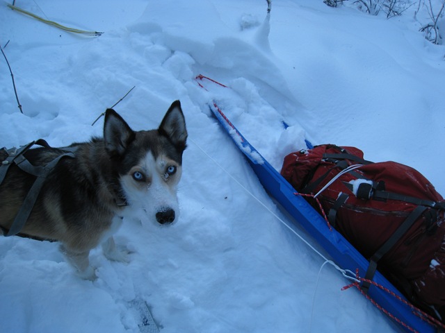 [juneaulake_kaya not rocking the sled[2].jpg]