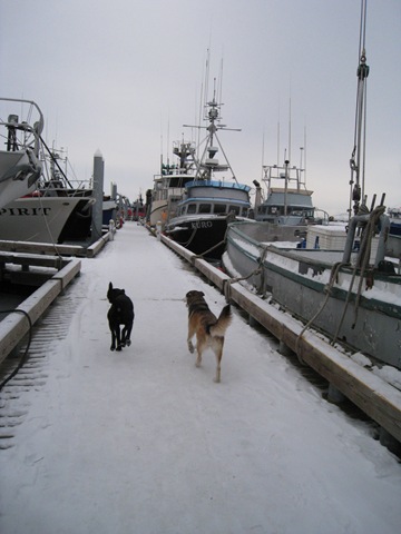 [dogs on docks[2].jpg]