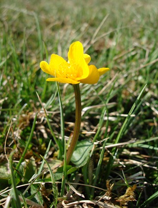 ZweiBlüten an EinemStil