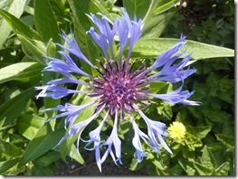 Cornflower