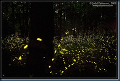 fireflies3