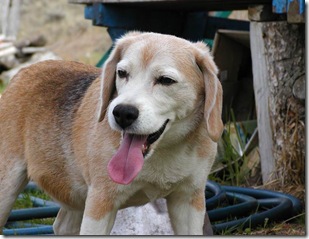 Cão