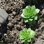 Sempervivum Atroviolaceum