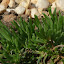 Cooper's Ice Plant