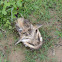 Catfish Bones