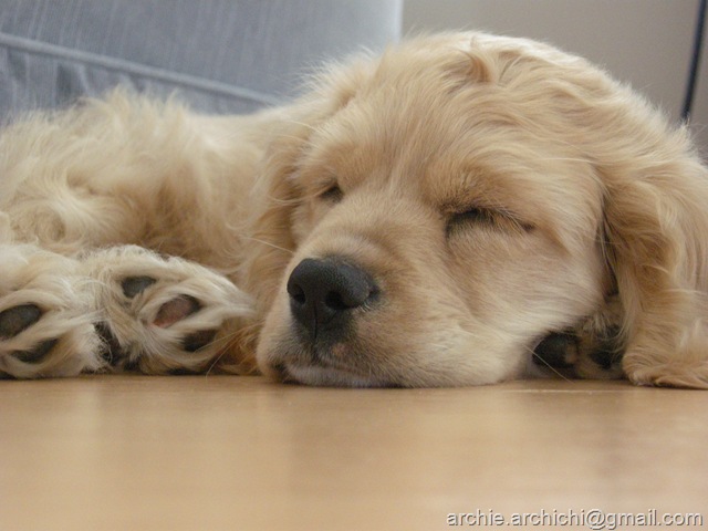 [Puppy!Q 054[6].jpg]