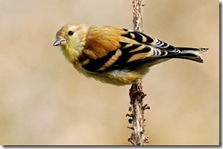 goldfinch bird