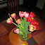 Mother's Day Tulips &ndash; 09-May-2010