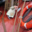 Tall Ships Festival &ndash; 09-Jul-2010