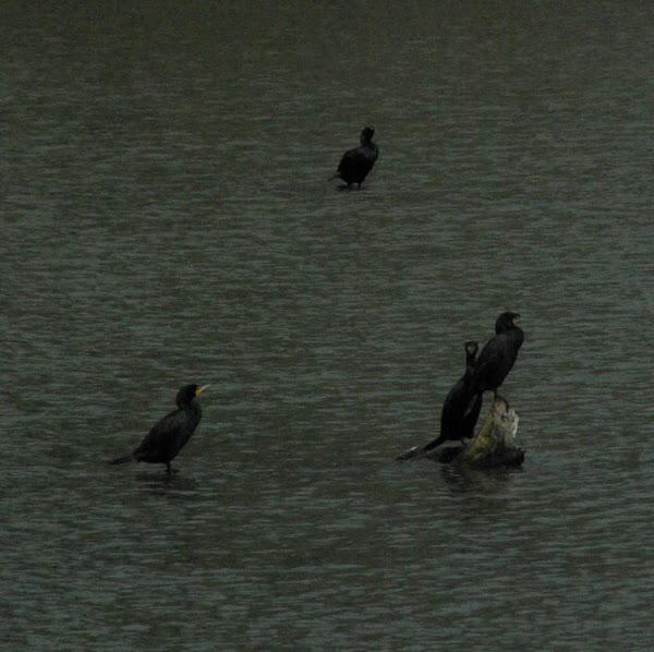 Doublecrested Cormorant Project Noah