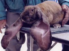 rabbit with the longest ears of the world