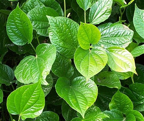 [betel_leaves[3].jpg]