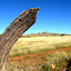 Chihuahua Desert Post.jpg