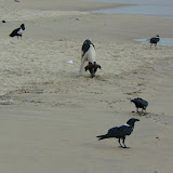  &ndash; Lumley Beach…. © 2007 NHA Photos