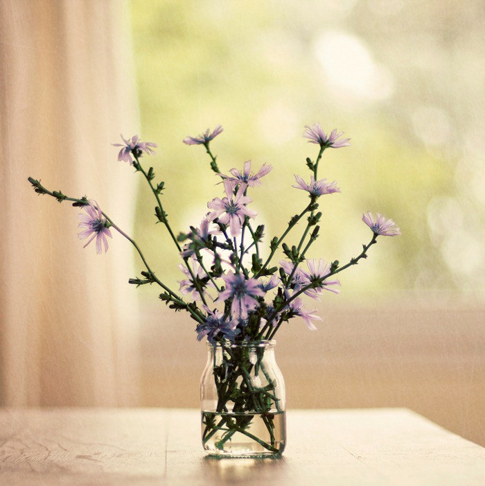 wild flowers wild flowers
