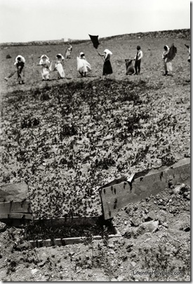 Locust plague of 1915, locusts entering trap, mat01912 Locust plague of 1915, locusts entering trap, mat01912