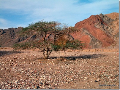 Acacia tree near Eilat, tb022704005 Acacia tree near Eilat, tb022704005