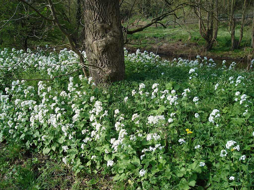 Shop for NoJo Jungle Babies Wallpaper Border at Target. Shop for NoJo Jungle Babies Wallpaper Border at Target.