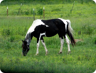 paint pony