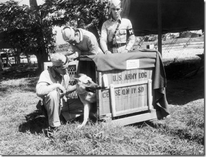 WWII  Puerto Rico U.S.  Forces   Animald  Dogs