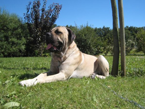 cane corso charente