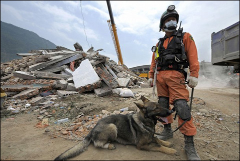chien tremblement terre