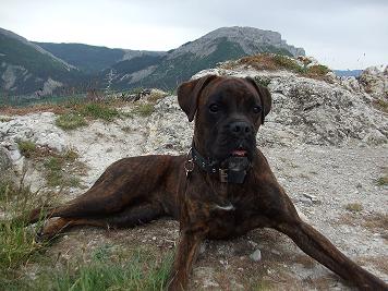 boxer charente maritime