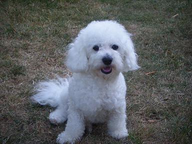 bichon 17 charente