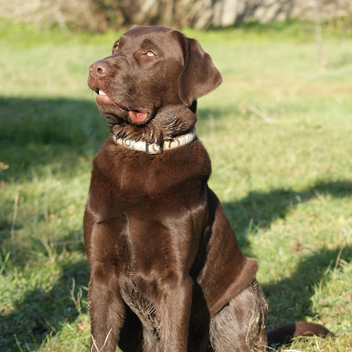 Labrador charente maritime