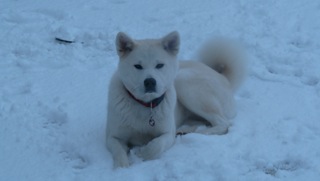 akita inu charente 17