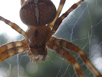 spider1.jpg