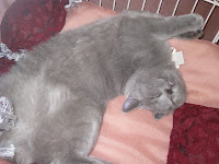 zveeri 081.jpg