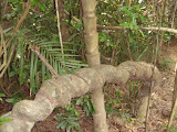 STP60567.JPG