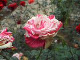STP60679.JPG