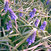 perene_043.jpg
