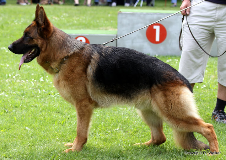 BSZS 2010 Nürnberg | Kennel Wunderstern