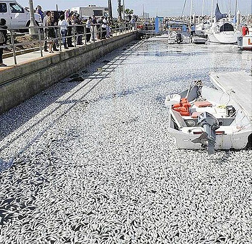 [thousand-of-fish-death-due-to=japan-tsunami[8].jpg]
