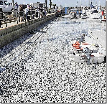 thousand-of-fish-death-due-to=japan-tsunami