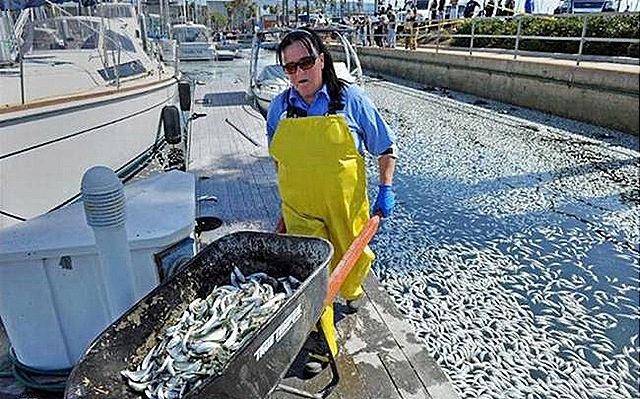 [a-lady-clean-death-fish-in-sea-port[8].jpg]