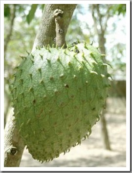 buah durian belanda