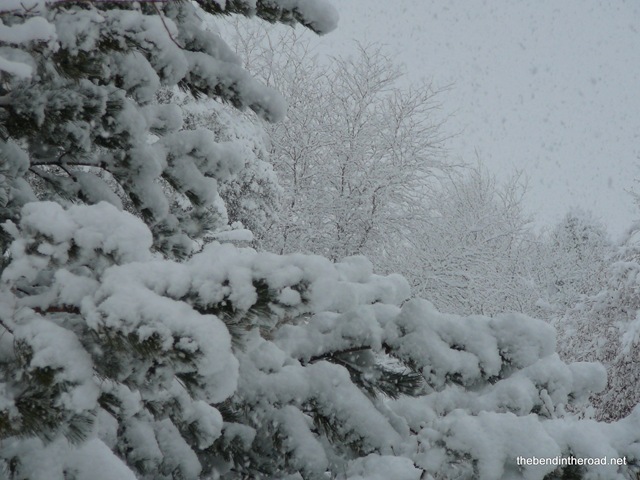 [Snowy Christmas 2008[4].jpg]