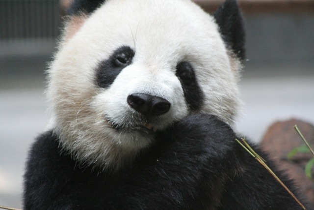 [49. Giant Pandas[3].jpg]